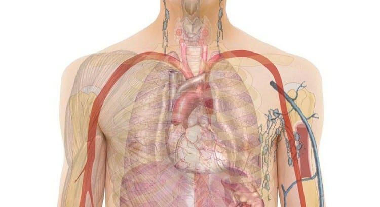 Sistema respiratorio