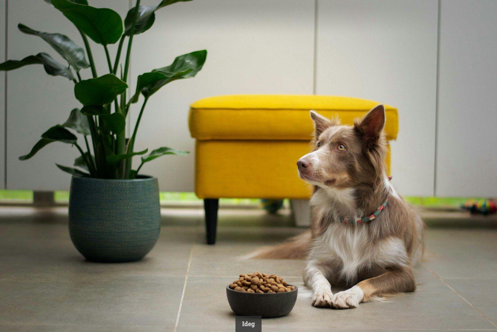 Qué debes mirar en la composición de un alimento natural para mascotas
